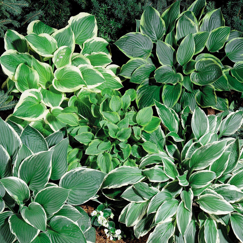 Heirloom Non-GMO Green Hosta Plant Seeds for Planting