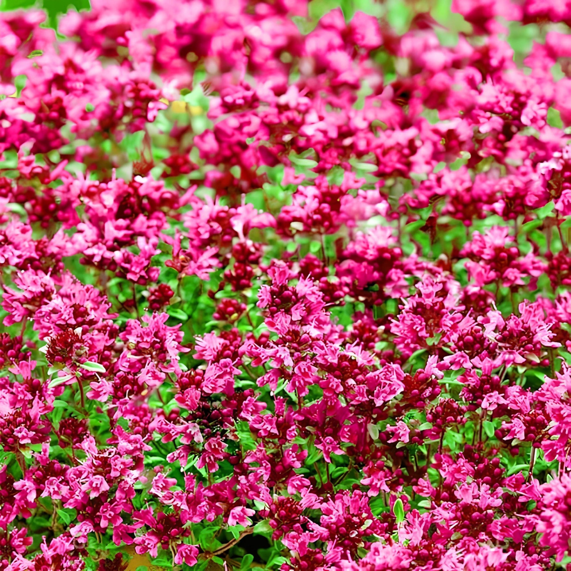 Heirloom Pink Thymus serpyllum flower seeds for outdoor landscaping