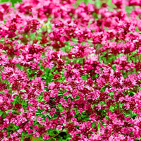 Heirloom Pink Thymus serpyllum flower seeds for outdoor landscaping