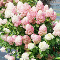 Vainilla Hortensia Flower Seeds for Planting NON GMO Seeds