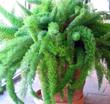 Beautifull Asparagus Meyeri Foxtail Fern Plant Seeds for Planting heirloom & Non-GMO Seeds for planting in home garden