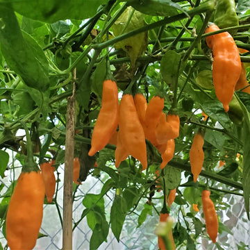 Aji Mango Chile Pepper Seeds for Planting heirloom & Non-GMO Seeds
