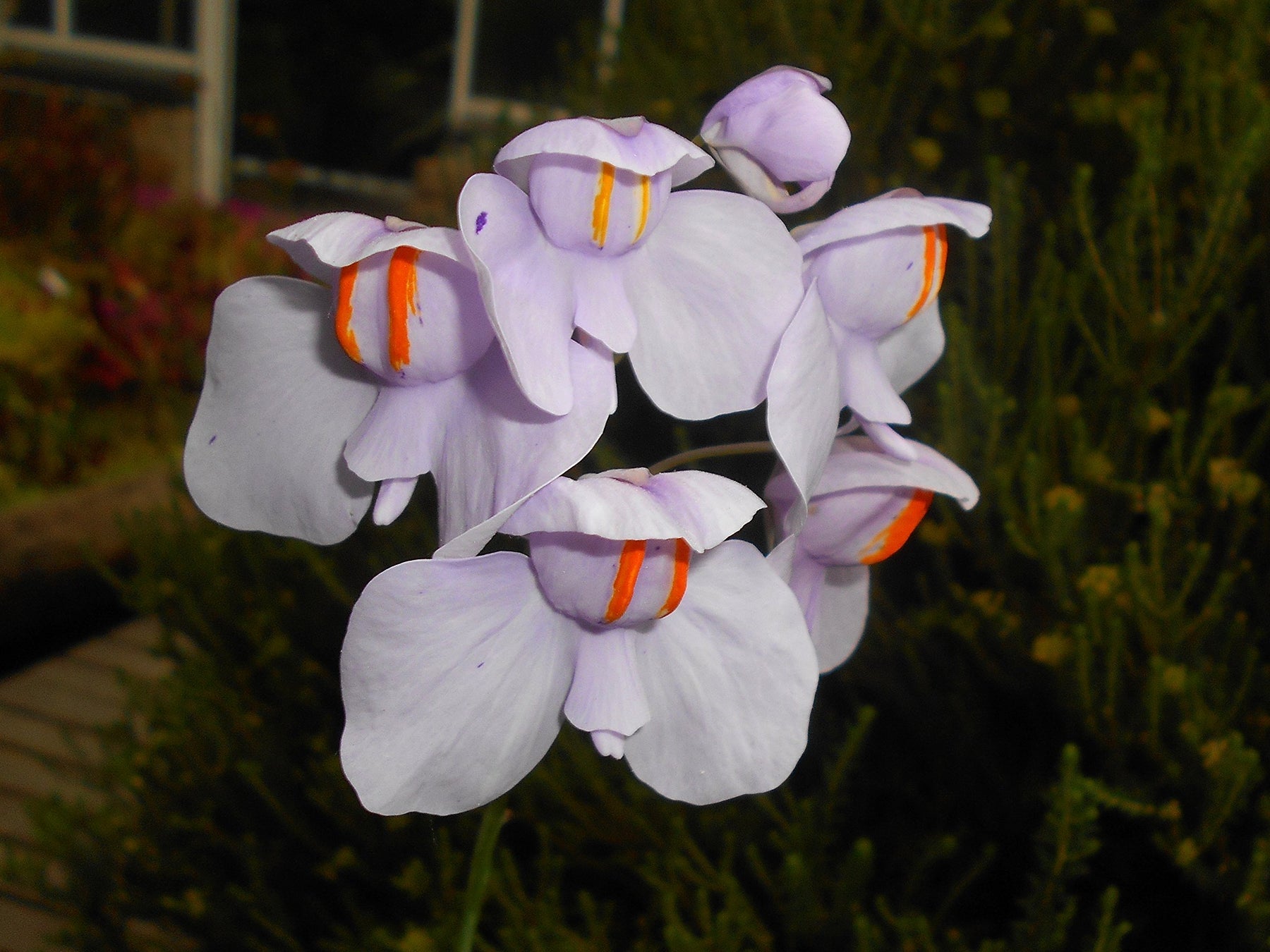 Utricularia Flower Seeds for Planting, 100 pcs seeds for planting in home garden