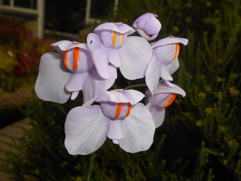 Utricularia Flower Seeds for Planting, 100 pcs seeds for planting in home garden