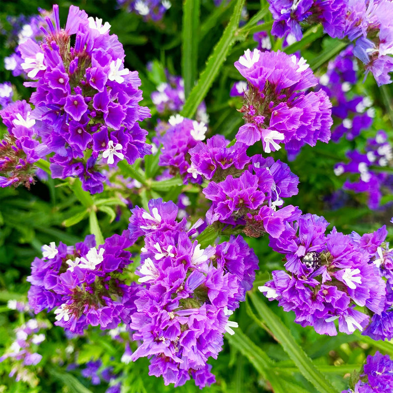 Heirloom Non-GMO Limonium Flower Seeds for Planting – Blooms for Cut Flower Arrangements