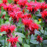 Monarda Flower Seeds for Planting, Mixed Panorama, 100 pcs