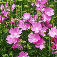 Pink Checkerbloom Flower Seeds for Colorful Gardens - 100 Pcs pcs