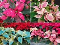 Heirloom Non-GMO Multi-Colored Poinsettia Flower Seeds for Planting ƒ?? Vibrant Holiday Blooming Seeds