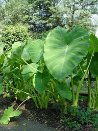 Heirloom Colocasia Elephant Ear Plant Seeds for Planting, Non-GMO