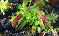 Venus Fly Trap Red Flower Seeds â€“ Heirloom, Non-GMO Seeds for Planting Carnivorous Plants