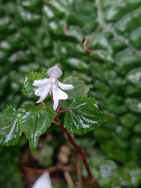 Heirloom Non-GMO Impatiens Bequaertii Flower Seeds for Planting – Rare Shade-Loving Seeds