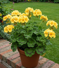 Thick Yellow Geranium Flower Seeds for Planting - Heirloom & Non-GMO Seeds for Home Garden