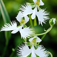 White Orchid Garden Terrace Flower Seeds for Planting - NON GMO Seeds seeds for planting in home garden