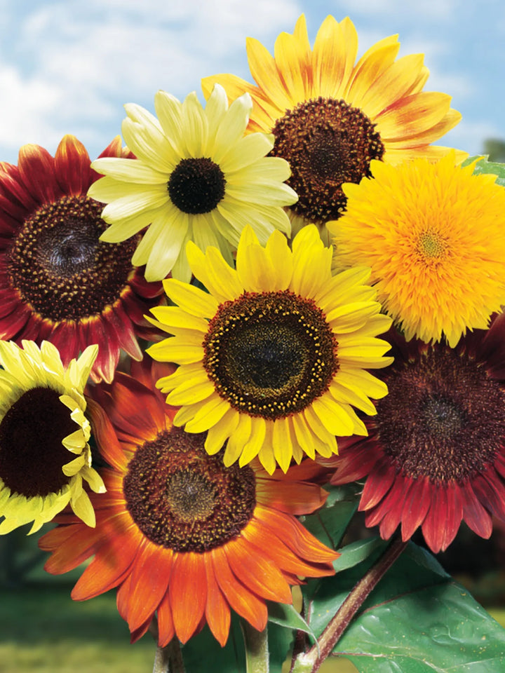 Heirloom Mixed Sunflower Seeds for Planting â€“ Non-GMO, Colorful Flower Seeds for Vibrant Gardens
