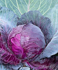 Red Cabbage Plug Plants – Easy-Growing Vegetable for Home Gardens