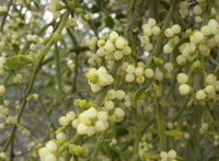 Oak Mistletoe Fruit Seeds - Ideal for Growers Looking for Unusual Plants 100 Pcs pcs