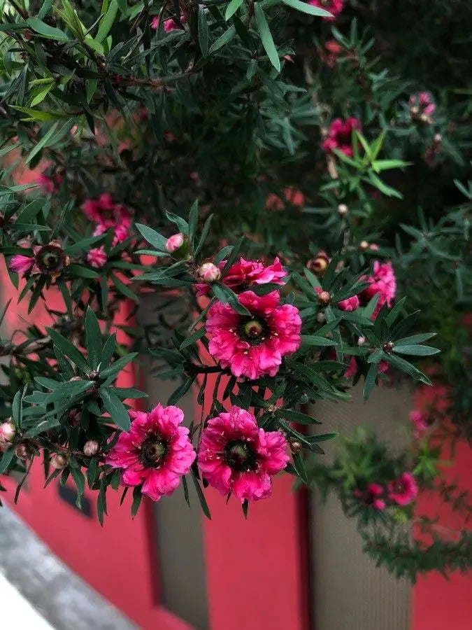 Pink Manuka Honey Teatree Leptospermum Scoparium Flower Seeds for Planting - 100 pcs