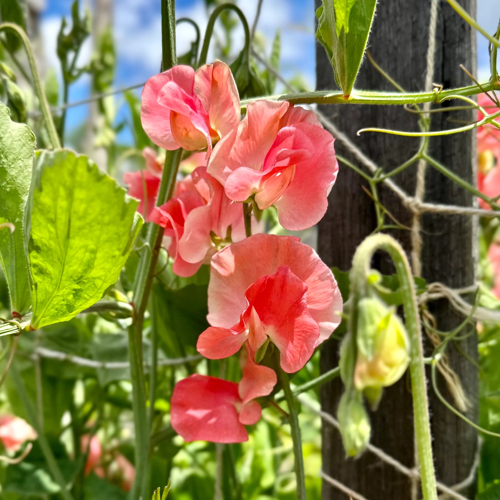 Sweet Pea Candyfloss Flower Seeds for Planting â€“ Fragrant Climbing Blooms, Heirloom & Non-GMO