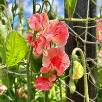 Sweet Pea Candyfloss Flower Seeds for Planting â€“ Fragrant Climbing Blooms, Heirloom & Non-GMO