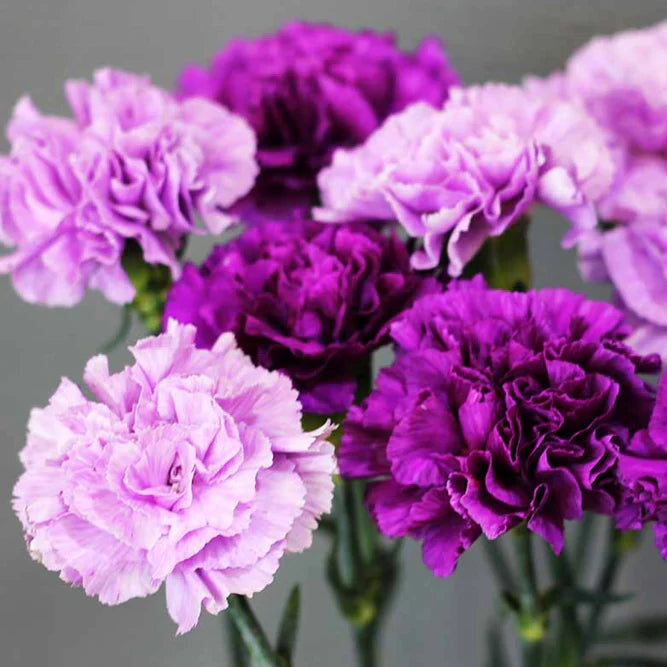 Carnation Flower Seeds for Planting, Heirloom, Non-GMO, 100 pcs