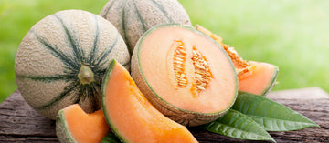 European Cantaloupe Cucumis melo seeds for planting in home garden