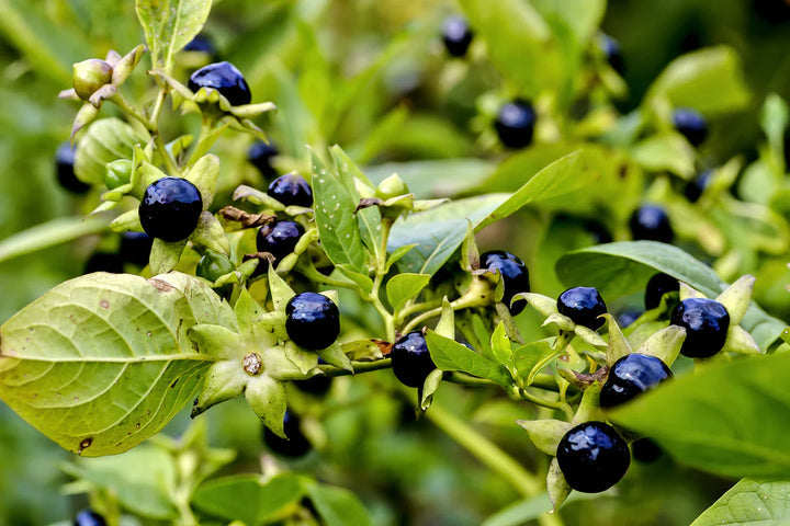 Black Belladonna Plant Seeds for Planting, NON GMO Seeds
