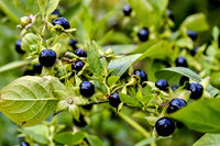 Black Belladonna Plant Seeds for Planting, NON GMO Seeds