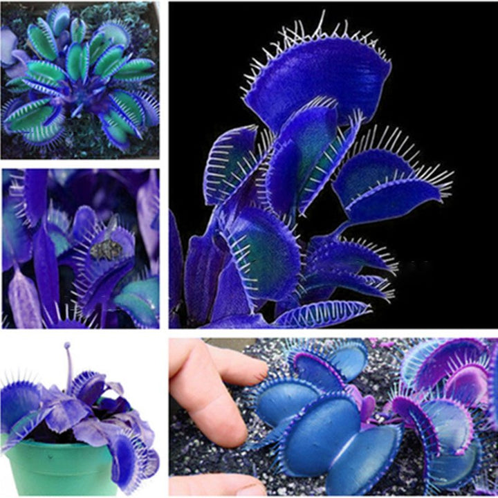 Blue Green Venus Fly Trap Seeds â€“ Heirloom, Non-GMO Carnivorous Plant Seeds for Planting
