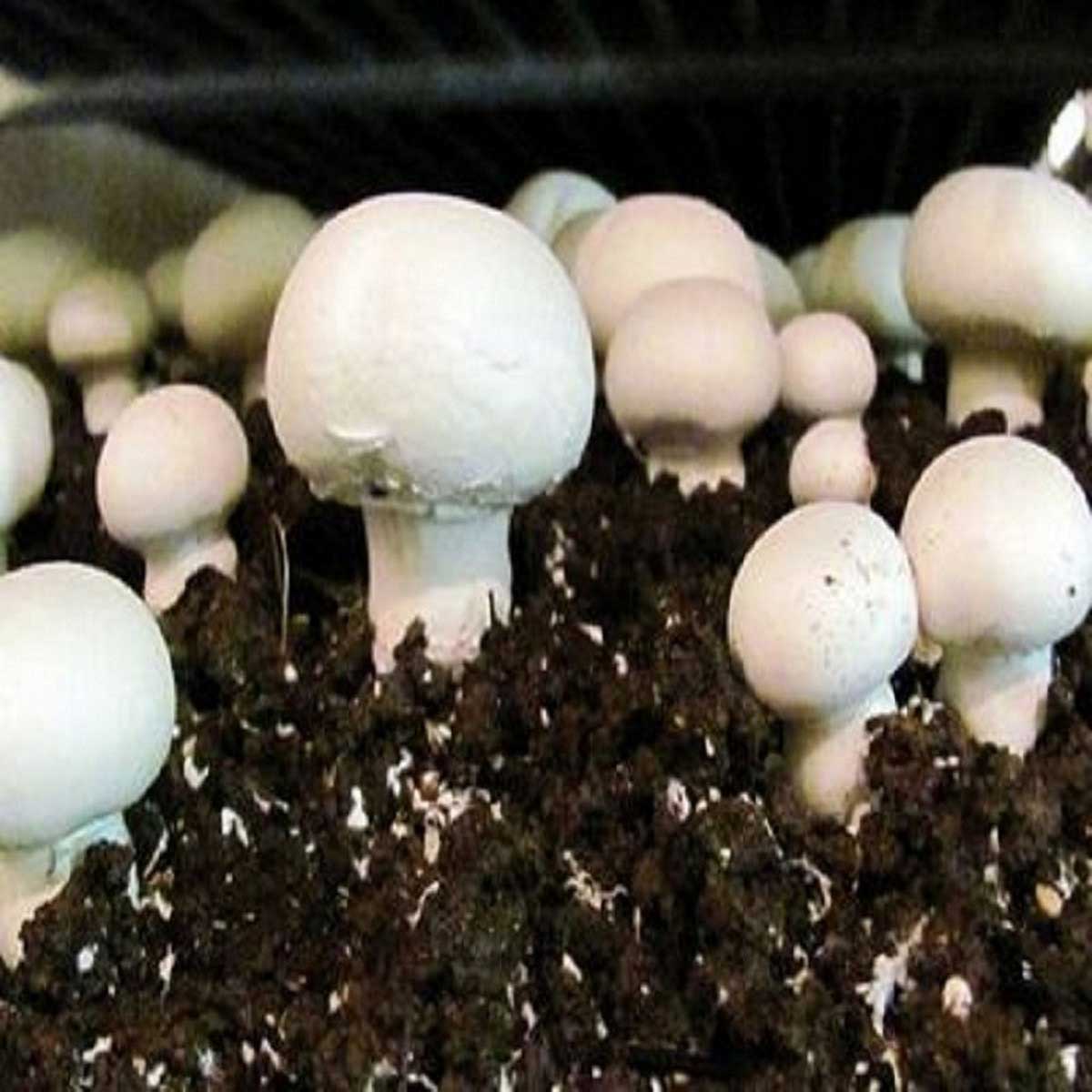 Puffball Mushroom Vegetable Seeds for Planting heirloom & Non-GMO Seeds