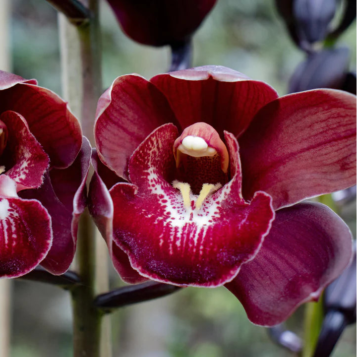 Cymbidium Orchid Seeds - Heirloom Non-GMO Planting Flower Seeds