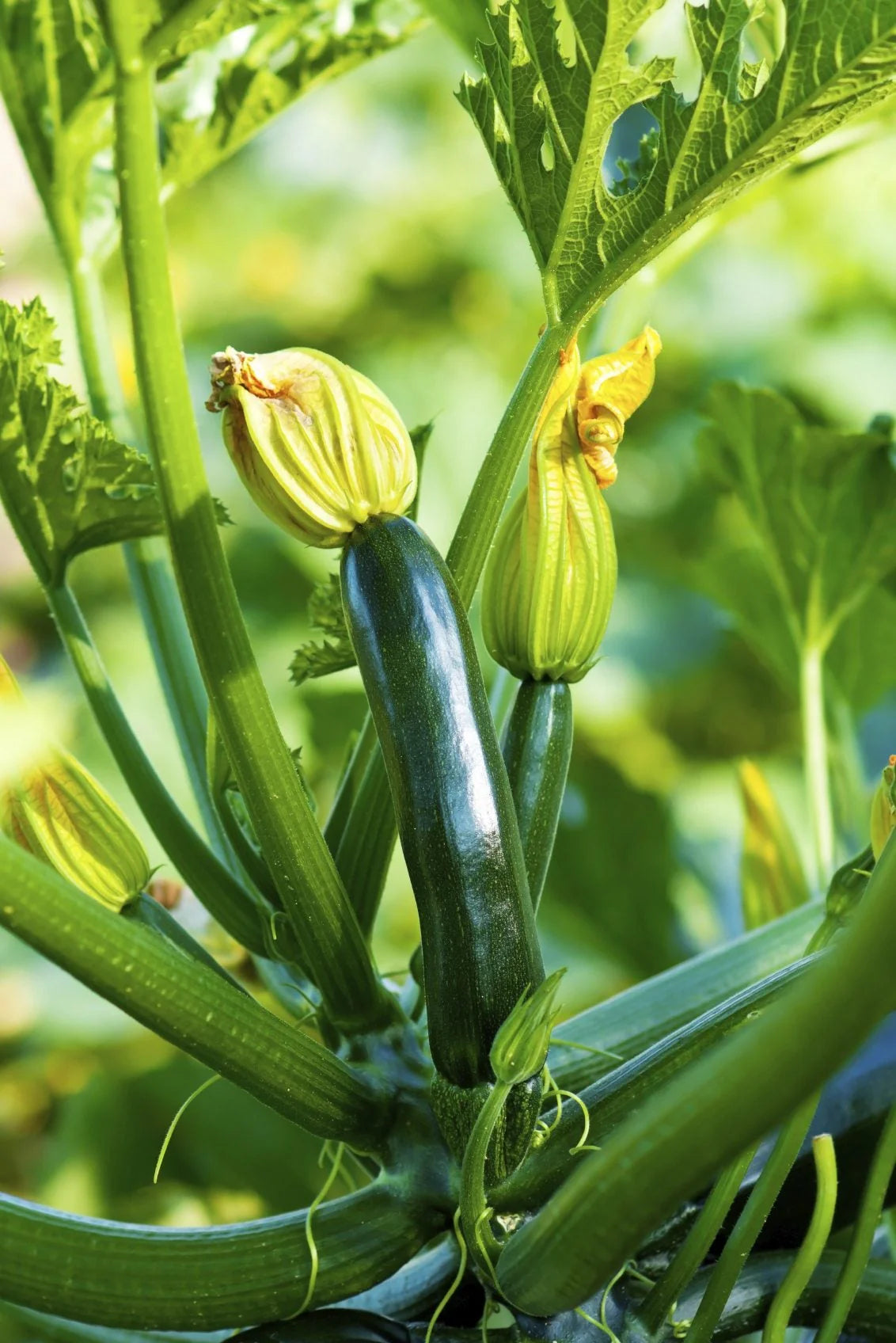 Climbing Zucchini Vegetable Seeds