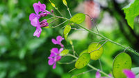 Heirloom Non-GMO Lunaria Money Plant Seeds for Planting ƒ?? Violet Blooms with Decorative Seed Pods for Gardens