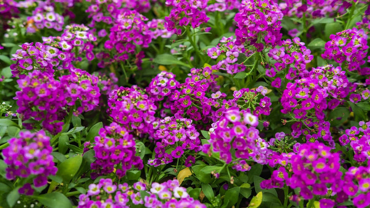 Heirloom Alyssum Ground Cover Flower Seeds for Planting, Non-GMO