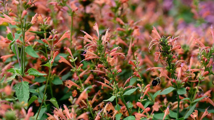 Heirloom Non-GMO Agastache Arizona Sunset Flower Seeds for Planting – Fragrant Drought-Tolerant Blooms