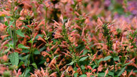 Heirloom Non-GMO Agastache Arizona Sunset Flower Seeds for Planting – Fragrant Drought-Tolerant Blooms