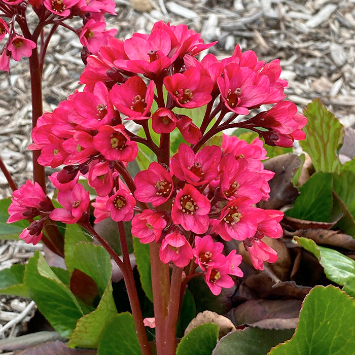 Red Bergenia Flower Seeds for Planting - 100 pcs