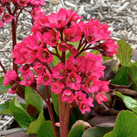 Red Bergenia Flower Seeds for Planting - 100 pcs