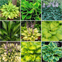 Hosta Jardin Plant Seeds for Planting - NON GMO Seeds
