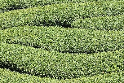 Green Corkscrew Rush Plant Seeds for Planting -Heirloom & Non-GMO Seeds for planting for planting in home garden
