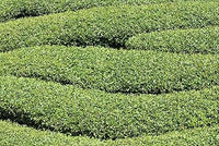 Green Corkscrew Rush Plant Seeds for Planting -Heirloom & Non-GMO Seeds for planting for planting in home garden