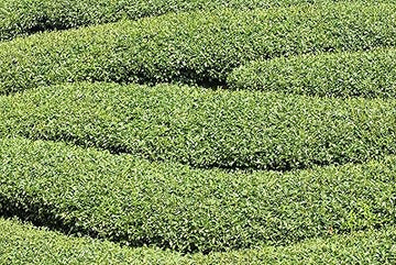 Green Corkscrew Rush Plant Seeds for Planting -Heirloom & Non-GMO Seeds for planting for planting in home garden