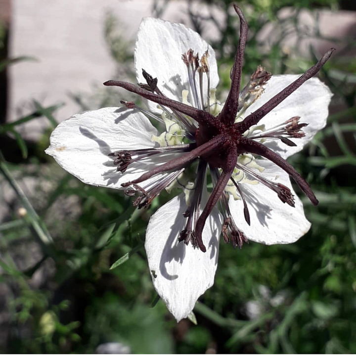 White Nigella African Flower Seeds for Planting - NON GMO Seeds