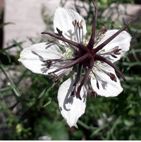 White Nigella African Flower Seeds for Planting - NON GMO Seeds