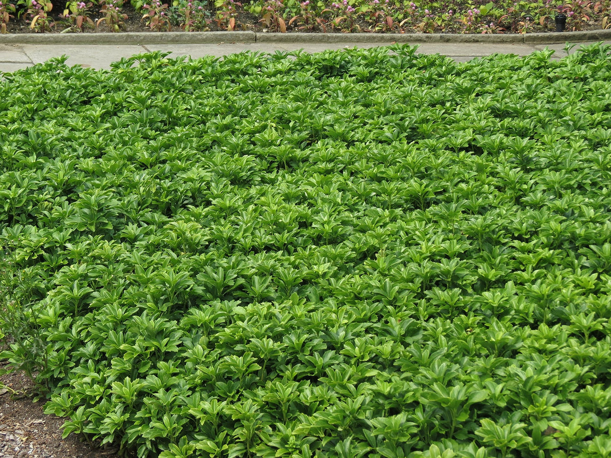 Pachysandra Flower Seeds for Planting NON GMO Seeds
