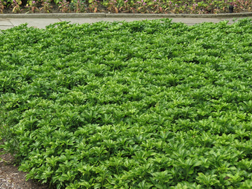 Pachysandra Flower Seeds for Planting NON GMO Seeds for planting in home garden