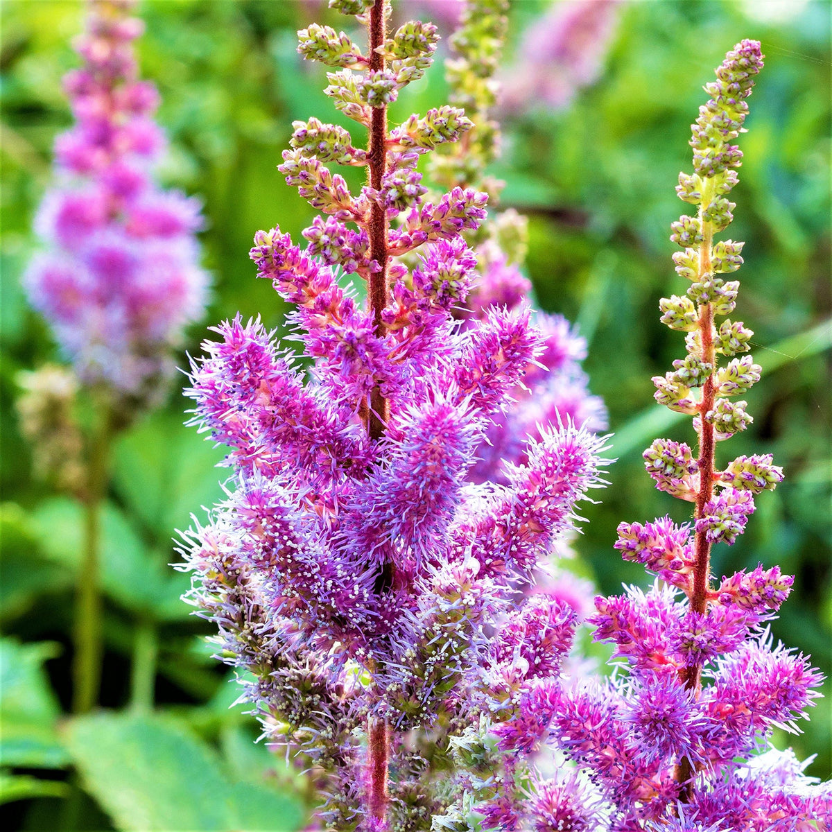 Astilbe Flower Seeds Heirloom Non GMO Planting - 100 pcs