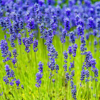 Heirloom (Heirloom scientific name) for planting in garden
