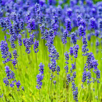 Heirloom (Heirloom scientific name) for planting in garden