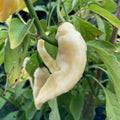 White Bhut Jolokia Vegetable Seeds for Planting heirloom & Non-GMO Seeds