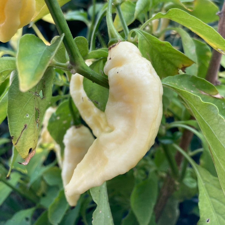 White Bhut Jolokia Vegetable Seeds for Planting heirloom & Non-GMO Seeds